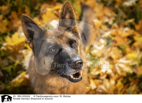 Deutscher Schferhund Hndin im Herbst / female German Shepherd in autumn / RR-105009