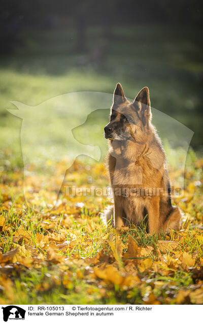 Deutscher Schferhund Hndin im Herbst / female German Shepherd in autumn / RR-105013