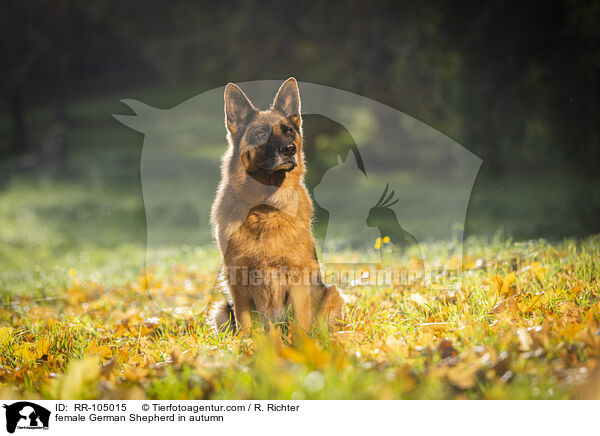 Deutscher Schferhund Hndin im Herbst / female German Shepherd in autumn / RR-105015