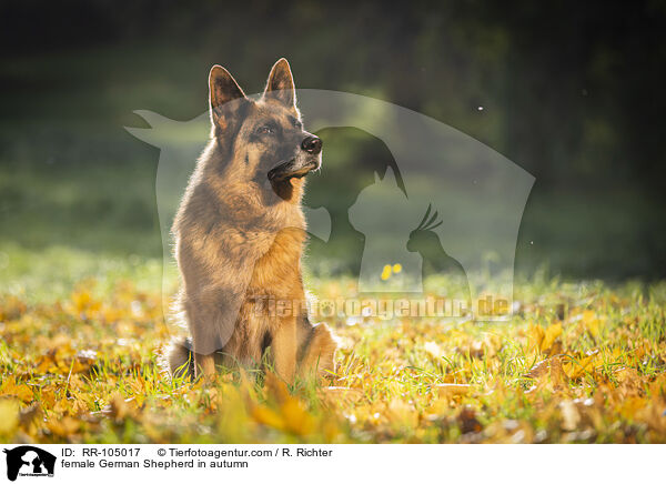 Deutscher Schferhund Hndin im Herbst / female German Shepherd in autumn / RR-105017