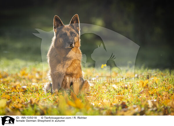 Deutscher Schferhund Hndin im Herbst / female German Shepherd in autumn / RR-105018