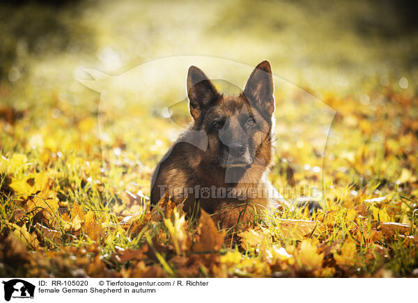 Deutscher Schferhund Hndin im Herbst / female German Shepherd in autumn / RR-105020