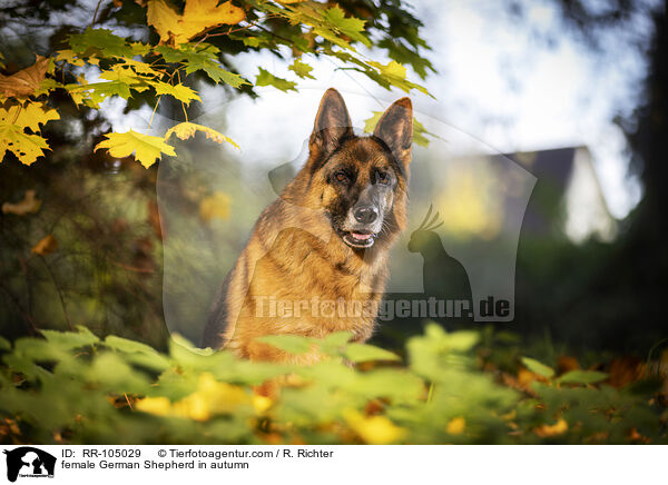 Deutscher Schferhund Hndin im Herbst / female German Shepherd in autumn / RR-105029
