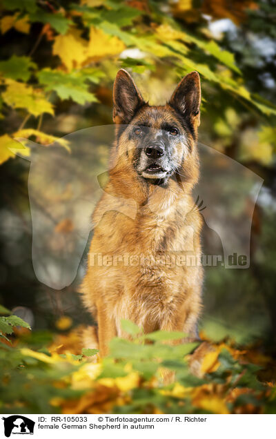Deutscher Schferhund Hndin im Herbst / female German Shepherd in autumn / RR-105033