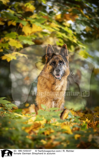 Deutscher Schferhund Hndin im Herbst / female German Shepherd in autumn / RR-105037