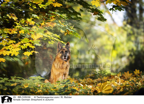 Deutscher Schferhund Hndin im Herbst / female German Shepherd in autumn / RR-105039