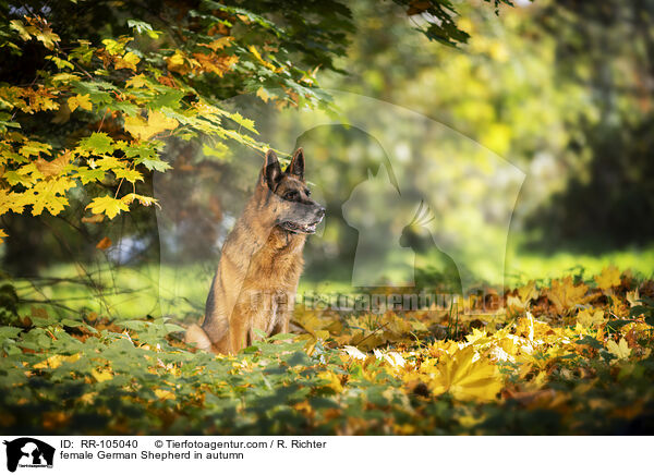 Deutscher Schferhund Hndin im Herbst / female German Shepherd in autumn / RR-105040