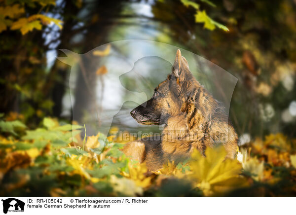 Deutscher Schferhund Hndin im Herbst / female German Shepherd in autumn / RR-105042