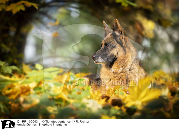 Deutscher Schferhund Hndin im Herbst / female German Shepherd in autumn / RR-105043