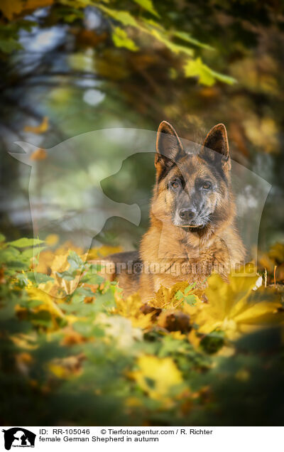 Deutscher Schferhund Hndin im Herbst / female German Shepherd in autumn / RR-105046