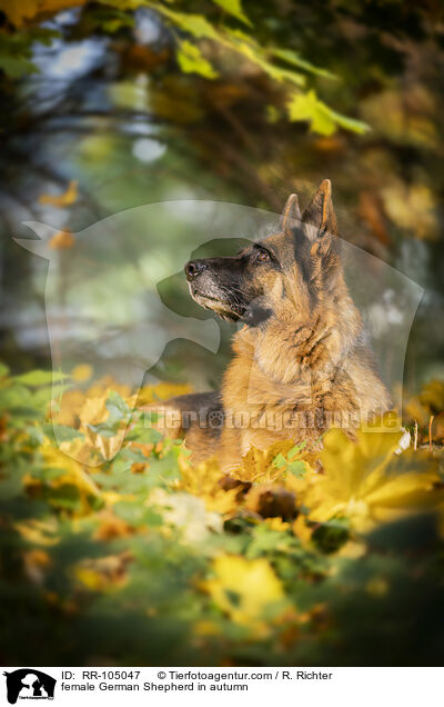Deutscher Schferhund Hndin im Herbst / female German Shepherd in autumn / RR-105047
