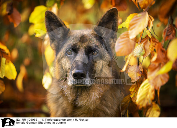 Deutscher Schferhund Hndin im Herbst / female German Shepherd in autumn / RR-105053