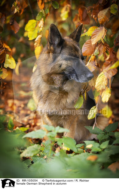Deutscher Schferhund Hndin im Herbst / female German Shepherd in autumn / RR-105054