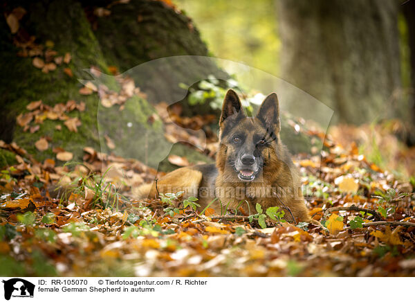 Deutscher Schferhund Hndin im Herbst / female German Shepherd in autumn / RR-105070