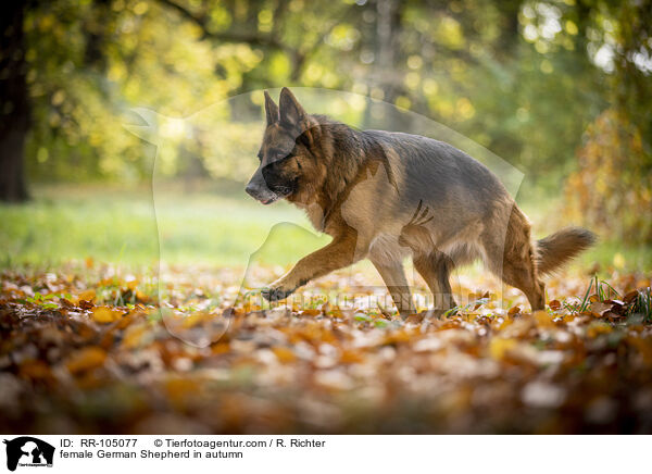 Deutscher Schferhund Hndin im Herbst / female German Shepherd in autumn / RR-105077