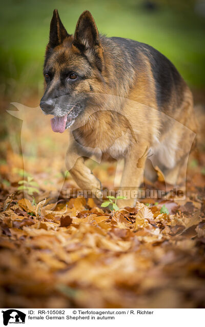 Deutscher Schferhund Hndin im Herbst / female German Shepherd in autumn / RR-105082