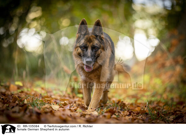 Deutscher Schferhund Hndin im Herbst / female German Shepherd in autumn / RR-105084