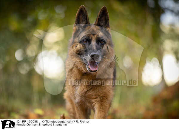 Deutscher Schferhund Hndin im Herbst / female German Shepherd in autumn / RR-105088