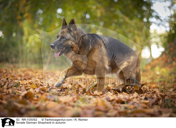 Deutscher Schferhund Hndin im Herbst / female German Shepherd in autumn / RR-105092