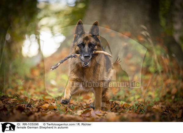 Deutscher Schferhund Hndin im Herbst / female German Shepherd in autumn / RR-105096