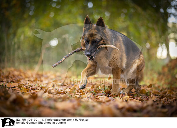 Deutscher Schferhund Hndin im Herbst / female German Shepherd in autumn / RR-105100