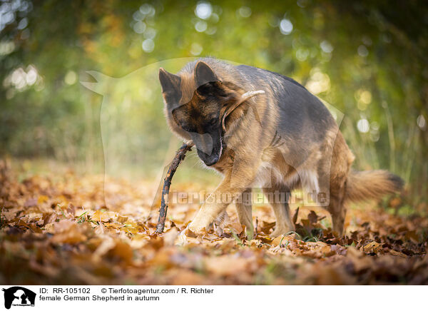 Deutscher Schferhund Hndin im Herbst / female German Shepherd in autumn / RR-105102