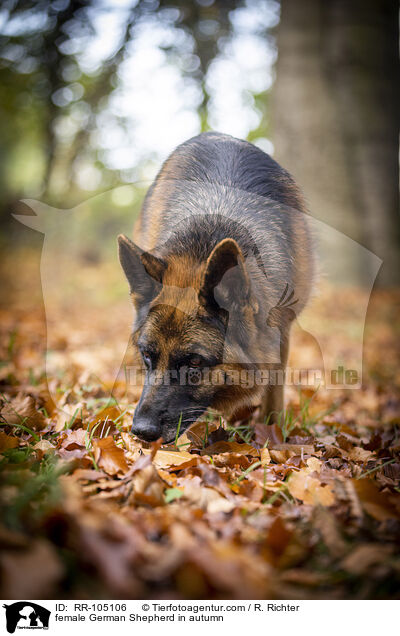 Deutscher Schferhund Hndin im Herbst / female German Shepherd in autumn / RR-105106