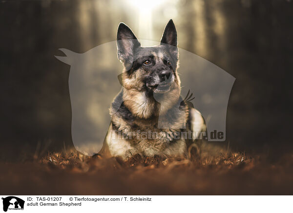 ausgewachsener Deutscher Schferhund / adult German Shepherd / TAS-01207