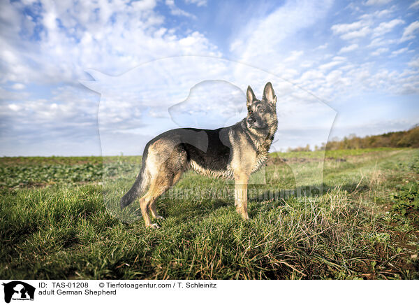 ausgewachsener Deutscher Schferhund / adult German Shepherd / TAS-01208
