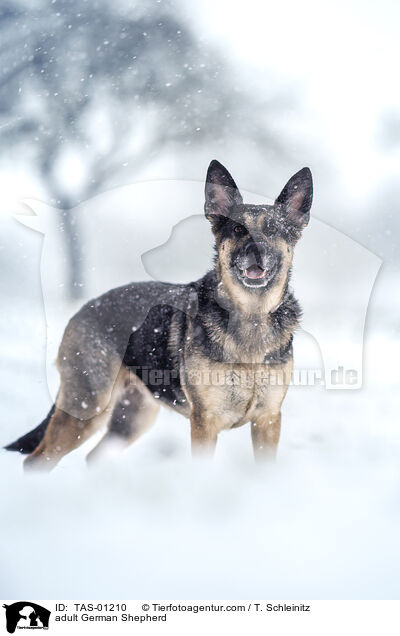 ausgewachsener Deutscher Schferhund / adult German Shepherd / TAS-01210