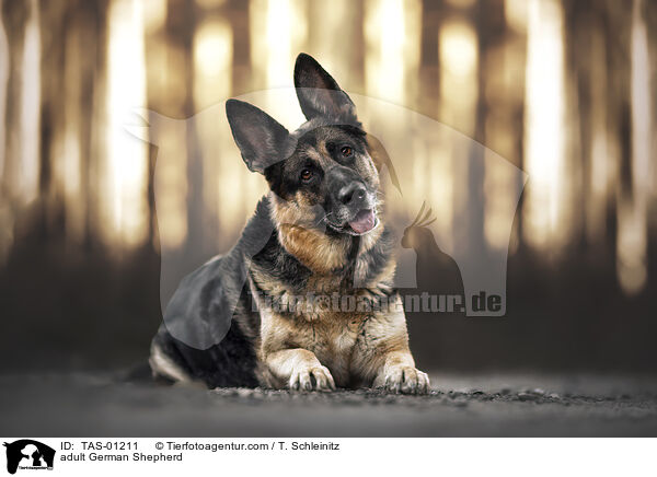 ausgewachsener Deutscher Schferhund / adult German Shepherd / TAS-01211