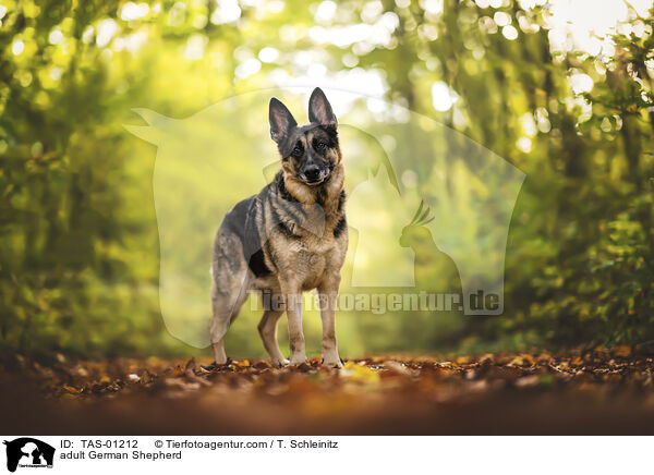 ausgewachsener Deutscher Schferhund / adult German Shepherd / TAS-01212