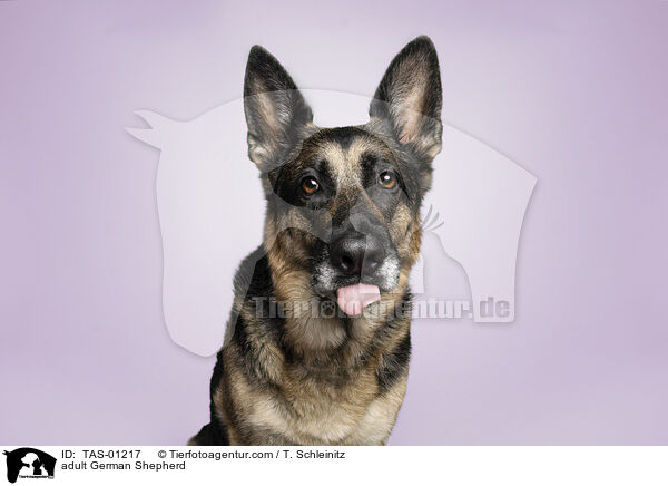ausgewachsener Deutscher Schferhund / adult German Shepherd / TAS-01217