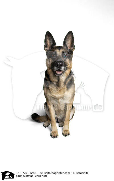 ausgewachsener Deutscher Schferhund / adult German Shepherd / TAS-01218