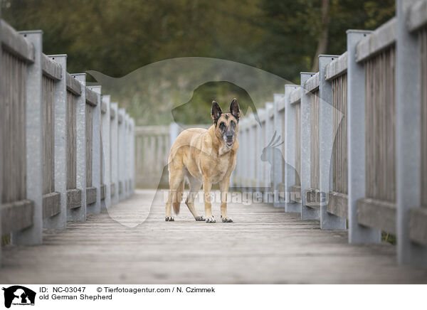 alter Deutscher Schferhund / old German Shepherd / NC-03047