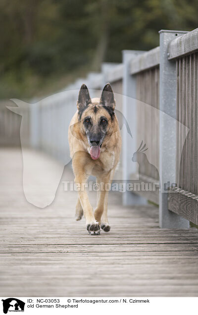 alter Deutscher Schferhund / old German Shepherd / NC-03053