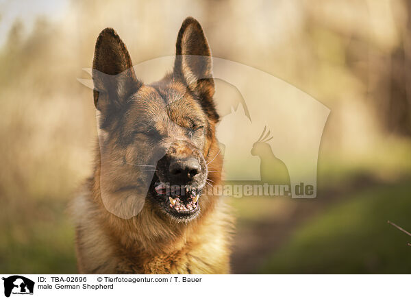 Deutscher Schferhund Rde / male German Shepherd / TBA-02696