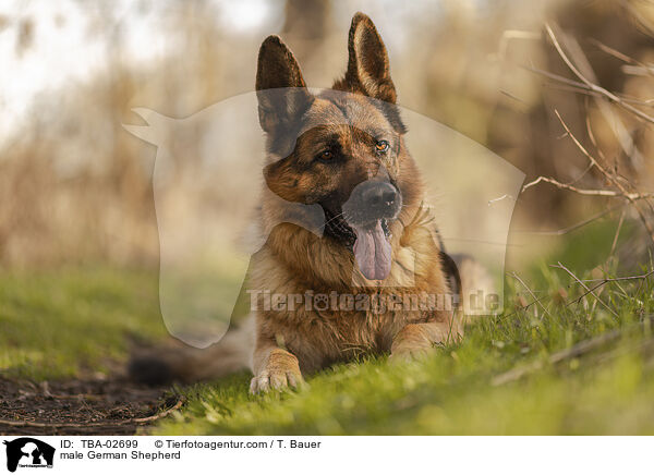 Deutscher Schferhund Rde / male German Shepherd / TBA-02699