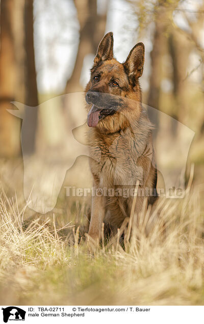 Deutscher Schferhund Rde / male German Shepherd / TBA-02711