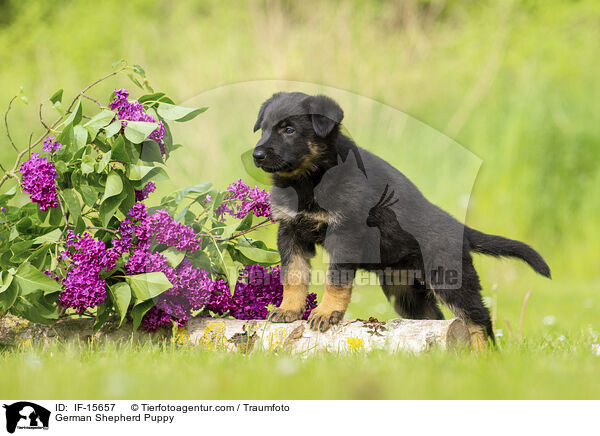 Deutscher Schferhund Welpe / German Shepherd Puppy / IF-15657