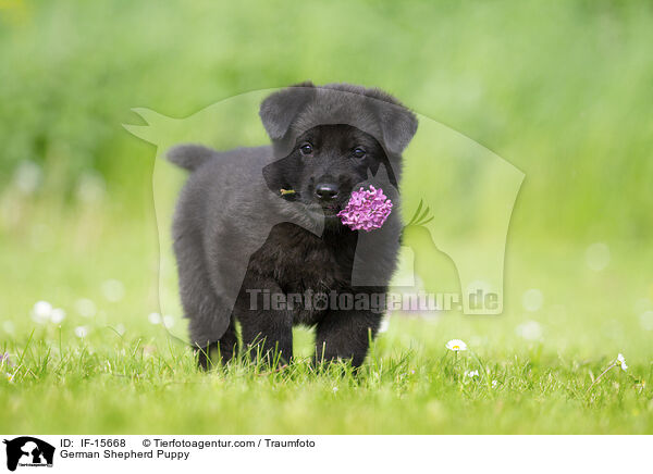 Deutscher Schferhund Welpe / German Shepherd Puppy / IF-15668