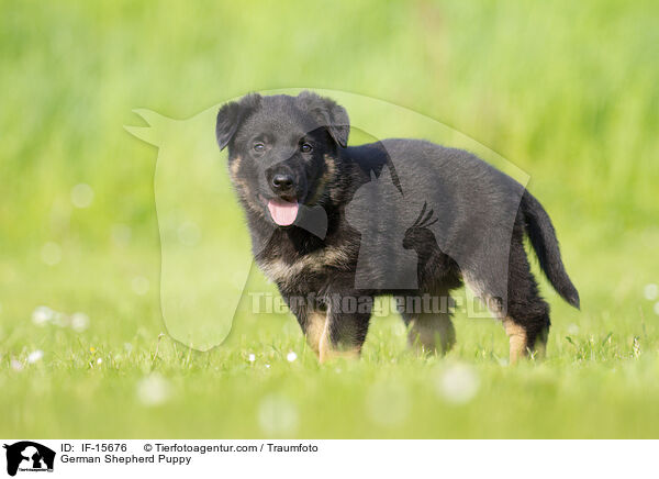 Deutscher Schferhund Welpe / German Shepherd Puppy / IF-15676