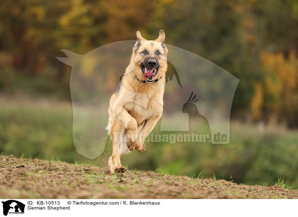 German Shepherd / KB-10513