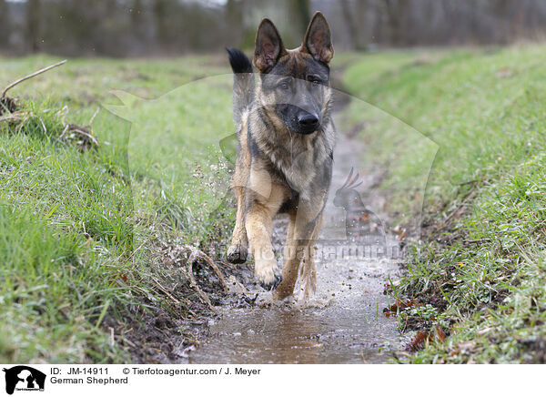 German Shepherd / JM-14911