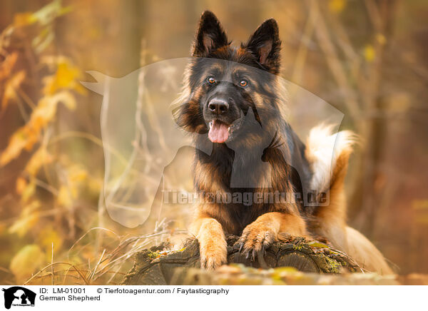 German Shepherd / LM-01001