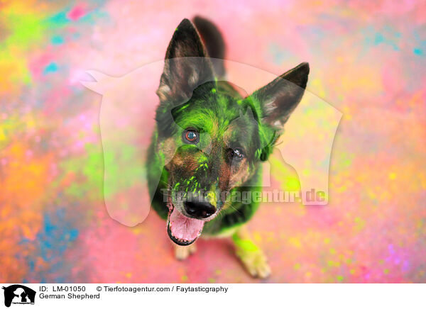 German Shepherd / LM-01050