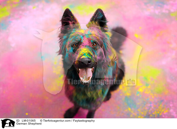 German Shepherd / LM-01065