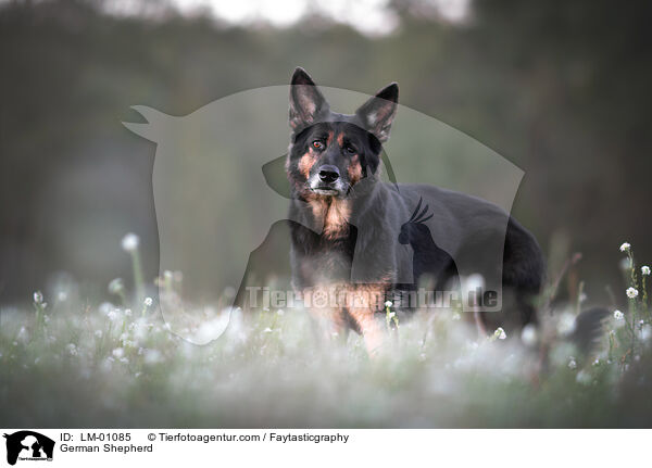German Shepherd / LM-01085