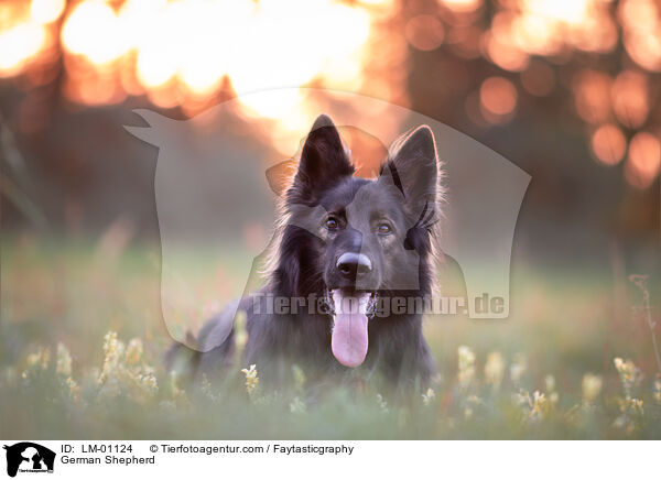 German Shepherd / LM-01124