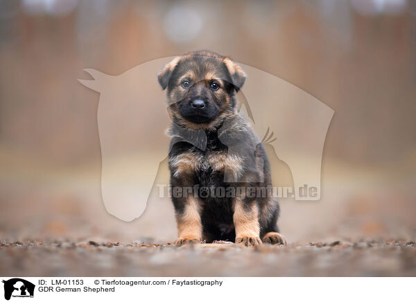 GDR German Shepherd / LM-01153